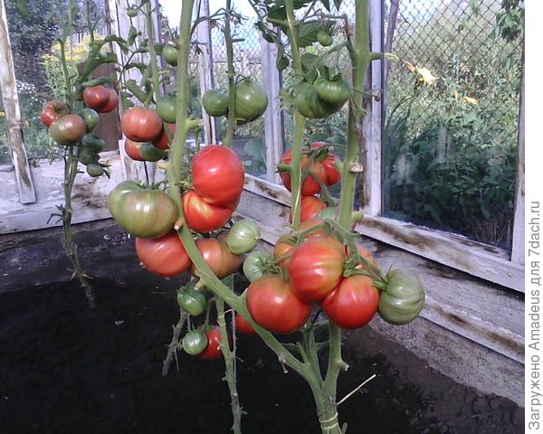 Мой любимый сорт томата - Буденовка