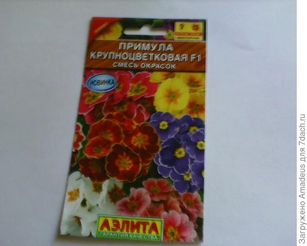 Вот такая примула посеяна