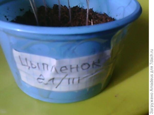 тттт