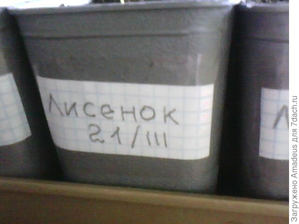 ттттт