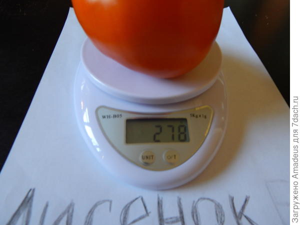 1 томат весом 279 г