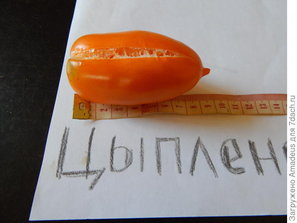 тттт
