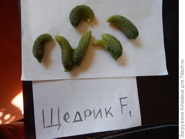 ттттт