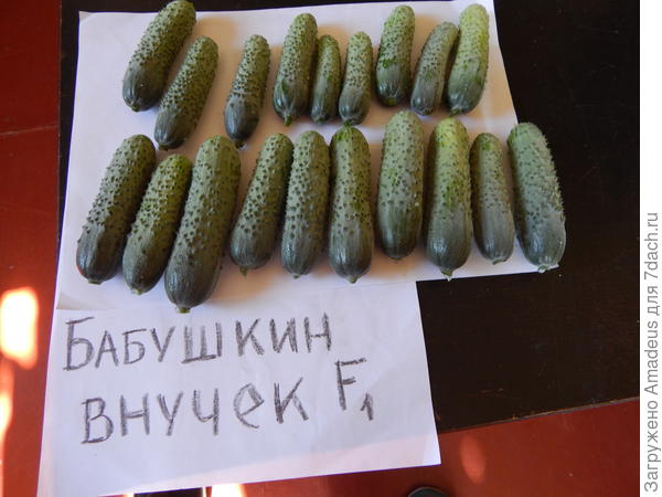 Бабушкин Внучок Огурец Фото