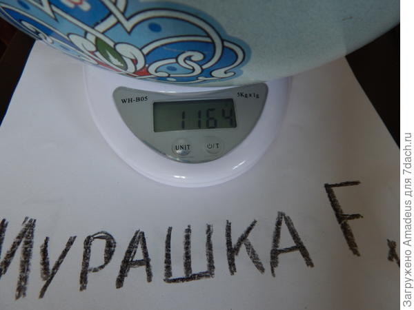 ТТТТ