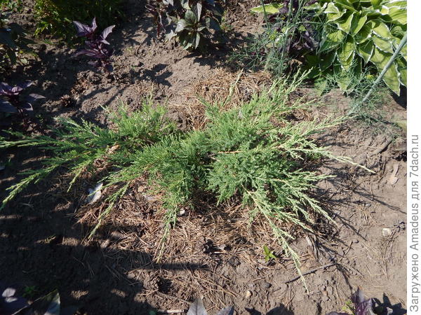 в основном пока молодые посадки можжевельников горизонтальных , есть ели разных видов , лесные можжевельники , весной еще  приедут новые хвойные . И все когда еще вырастут!