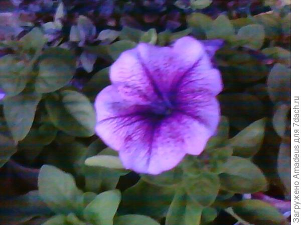 Петунию можно как вкрапление в бордюре к иссопу