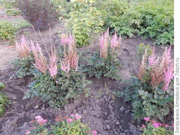 Вот такие китайские должны быть высокие , но пока от силы 60 см