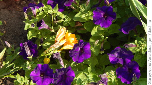 самые фиолетовые петунии всегда выращиваю и сиреневые