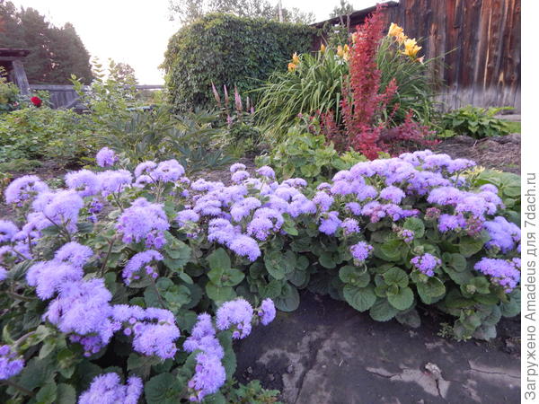 и снова желтый лилейник и бпрбарис / ему 2 года /