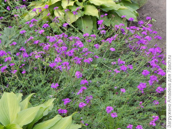 Ирина , вот такая и называется Леди мечта. Она похожа на почвопокровную.