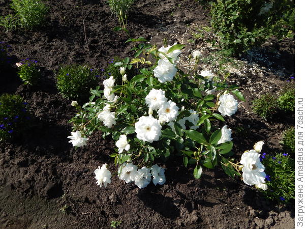 Шнеевитхен