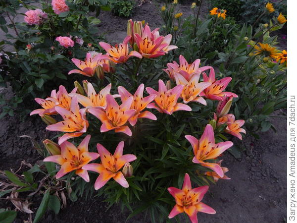 Цветы к вашим ногам!