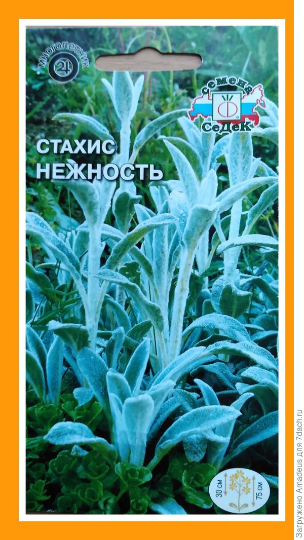 Семейство губоцветных.