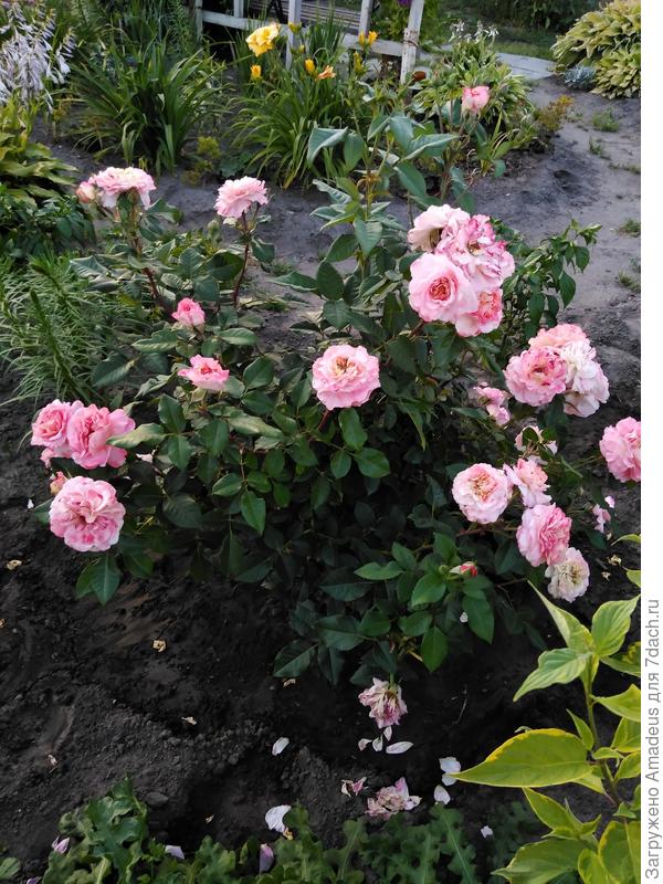 Ну и конечно - Августа Луиза, ещё один кумир!