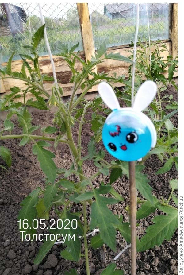 Начало цветения.