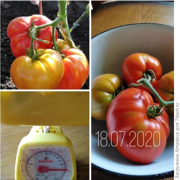 Общим весом 1,275 кг