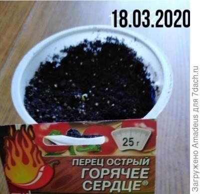 Первые всходы.