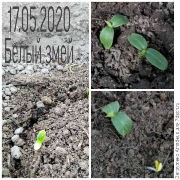 Первые всходы 17 мая, а остальные 23 и 25 мая. Всхожесть 100%!