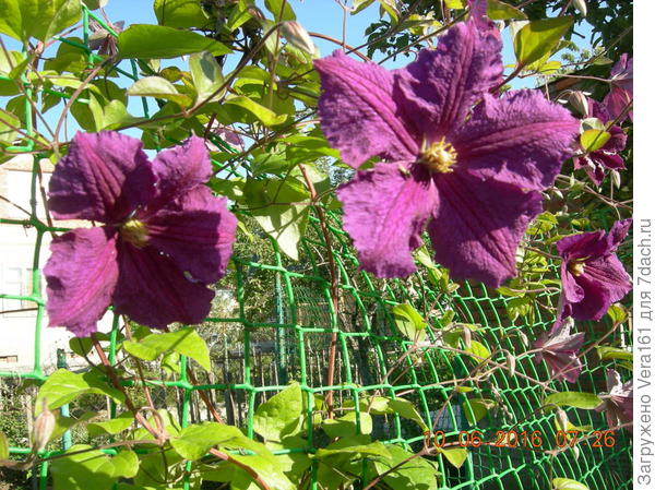 А это мой клематис. Муж его срубил по незнанию.Вот рощу что осталось.