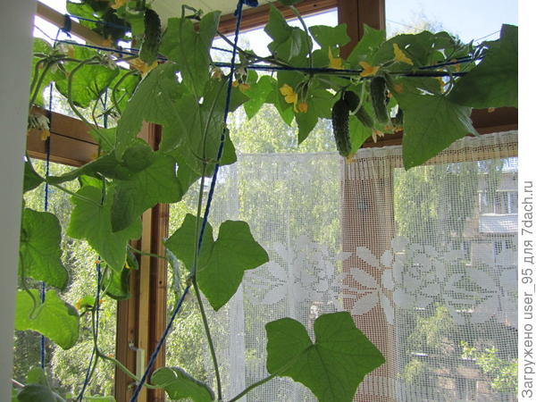 Лето 2015 года.