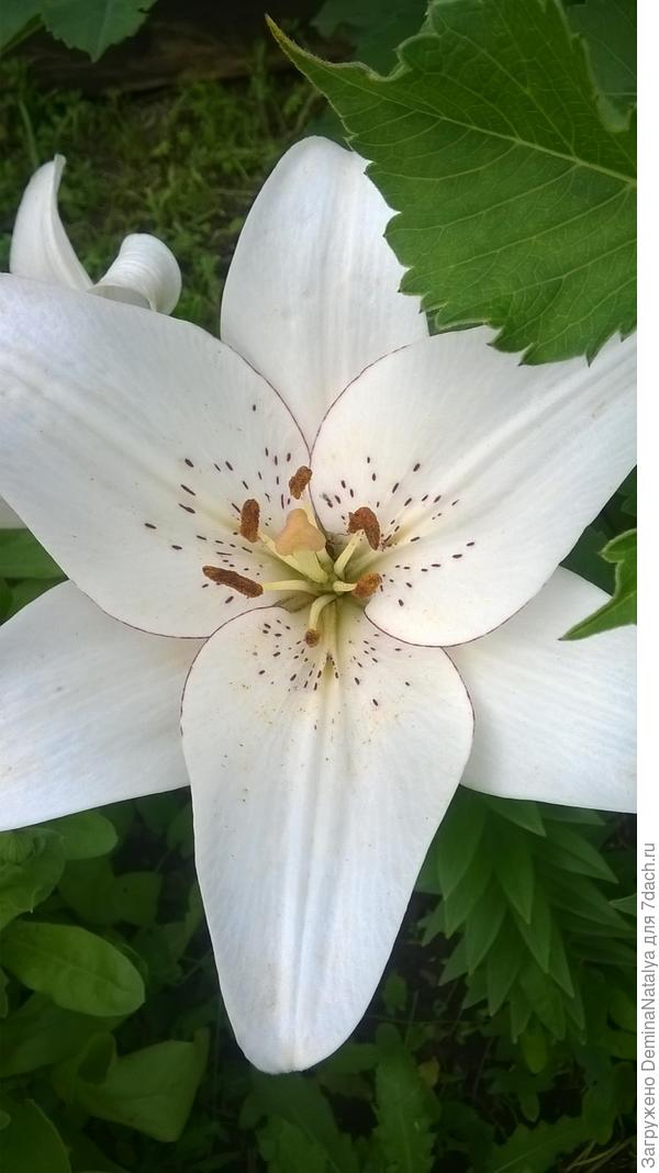 Лилия 7