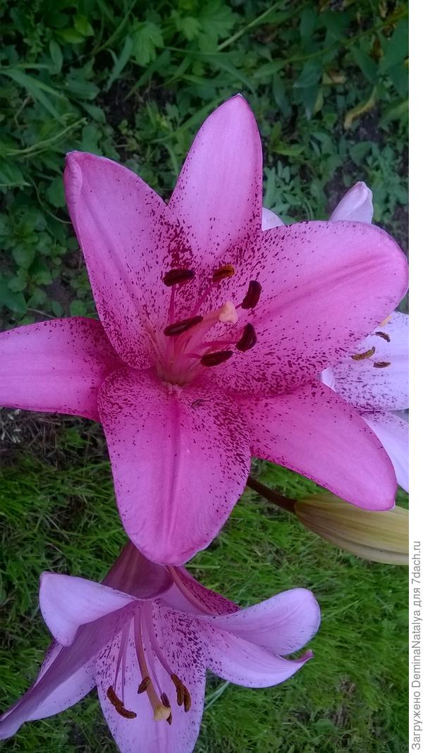 Лилия 9