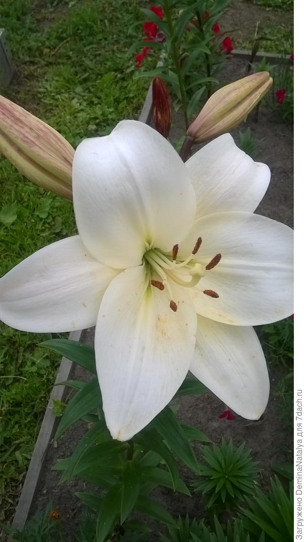 Лилия 19