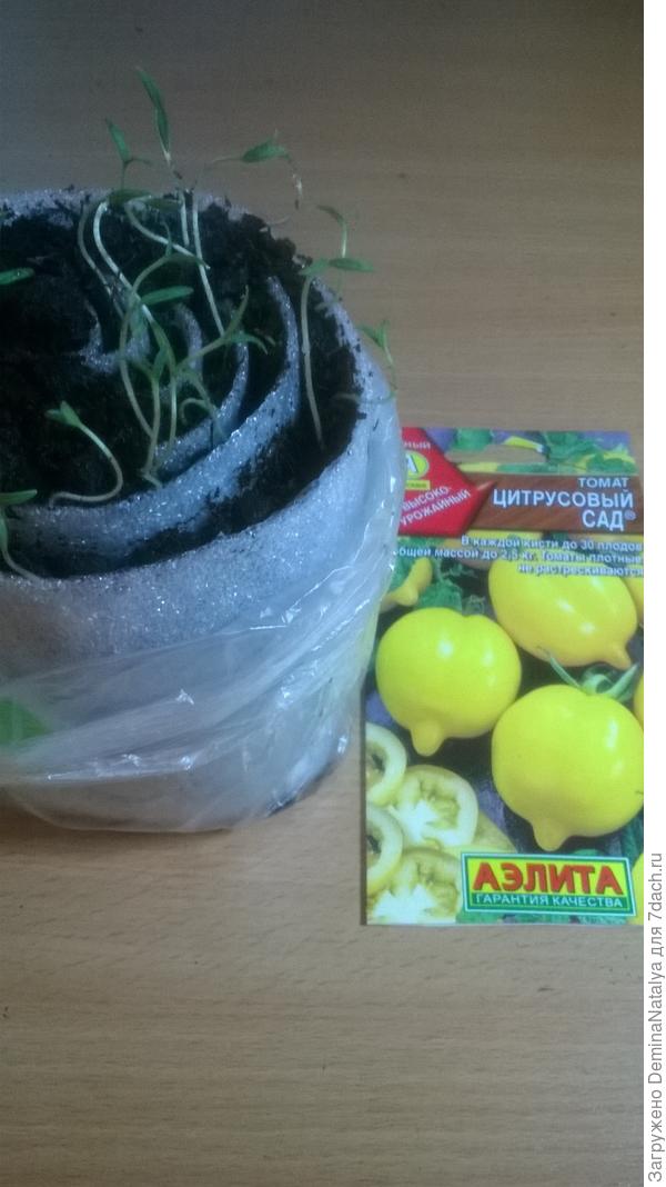 Готовая "улитка"