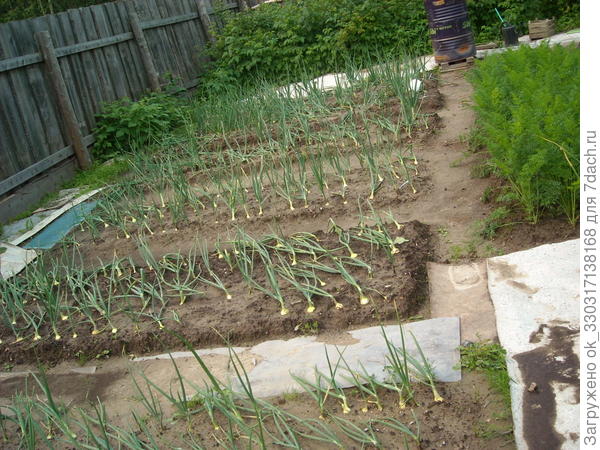 Лук в Западной Сибири.