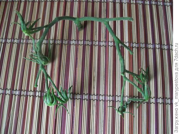 КИСТЬ 2ОО.JPG