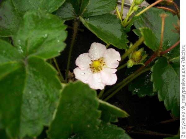 Земляника после дрожжей