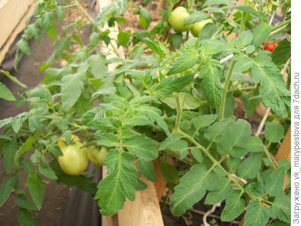 белая ПОСЛЕ.JPG