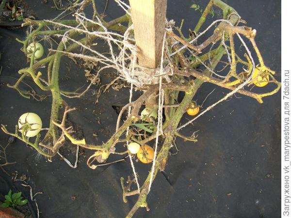 Любаша после сбора урожая