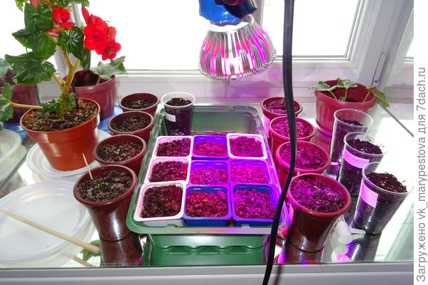 Бегония ожила от фитолампы