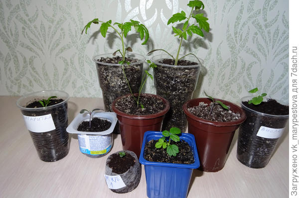 Моя посевная