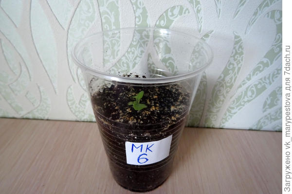 До пикировки