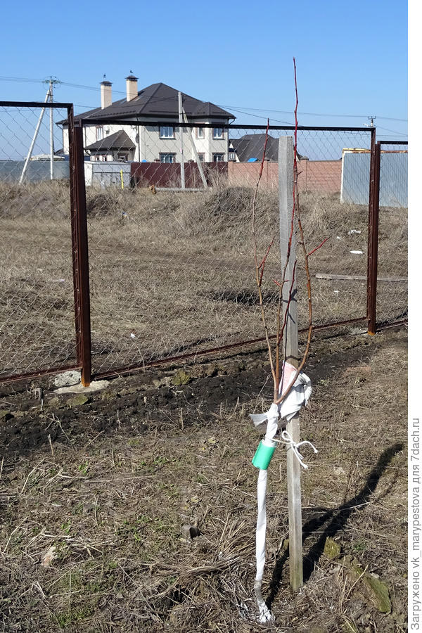 Груша, зеленое — это попытка ловчий пояс прикрепить, может поможет