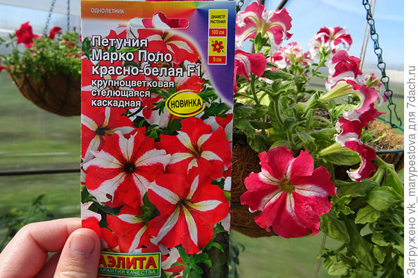 Марко Поло F1 красно-белая первый вариант