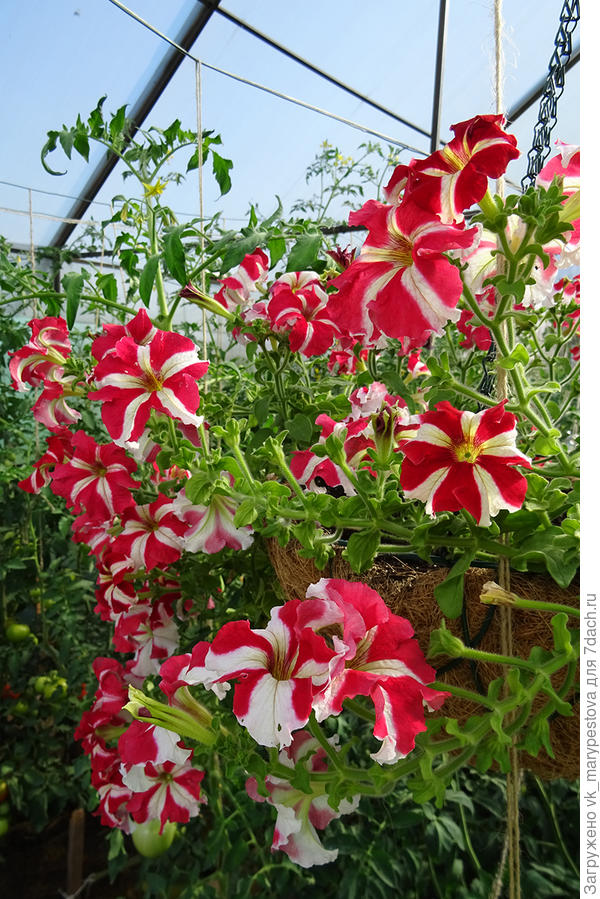Петуния Марко Поло F1 красно-белая