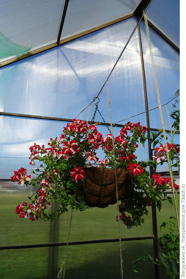 Марко Поло F1 красно-белая