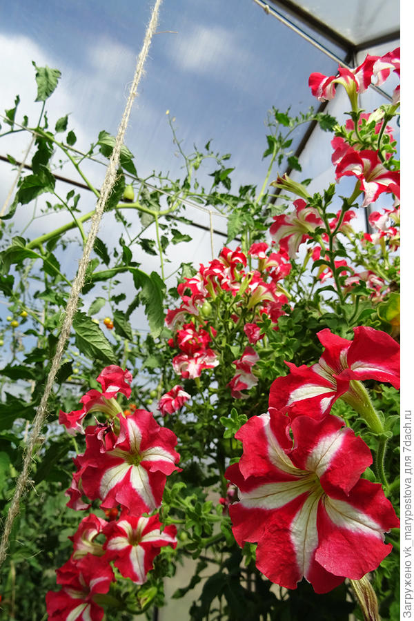 Ручеек петунии Марко Поло F1 красно-белой, август