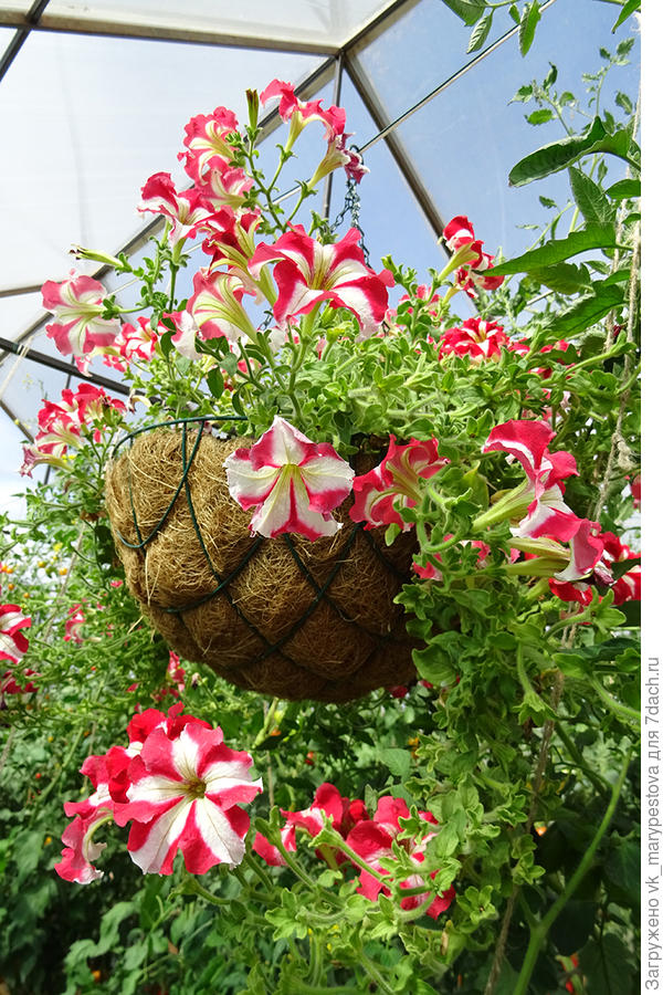 Петуния Марко Поло F1 красно-белая в кашпо в помидорной теплице