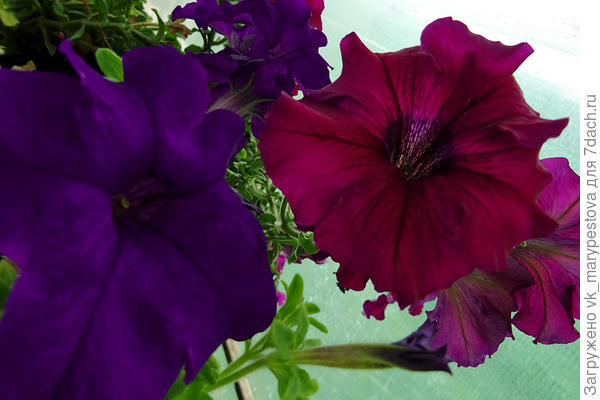 Марко Поло F1 голубая и Марко Поло  F1 бургунди