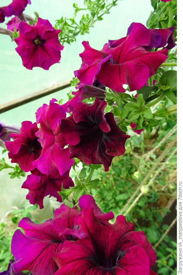 Петуния Марко Поло F1 бургунди