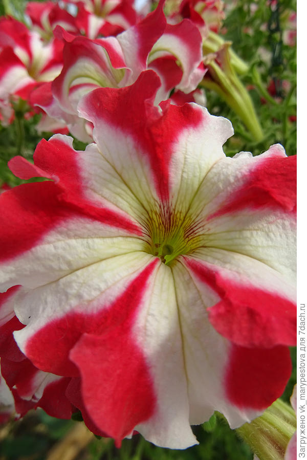 Петуния Марко Поло F1 красно-белая