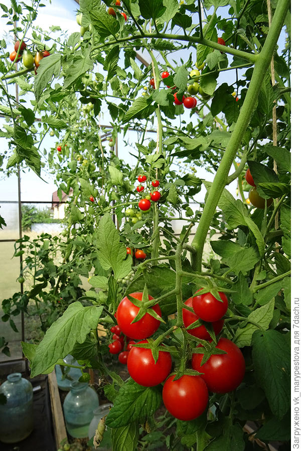 Секрет №1: черри вкуснее, чем у производителя () Секрет №1: черри вкуснее, чем у производителя