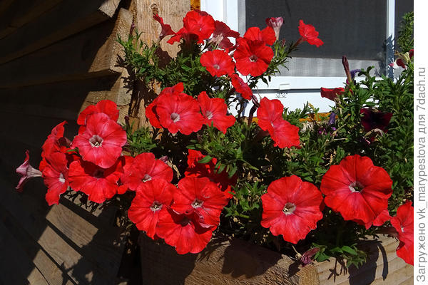 Петуния Комплиментуния F1 розовая