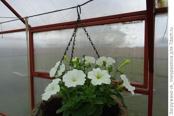 Петуния Альбиния F1