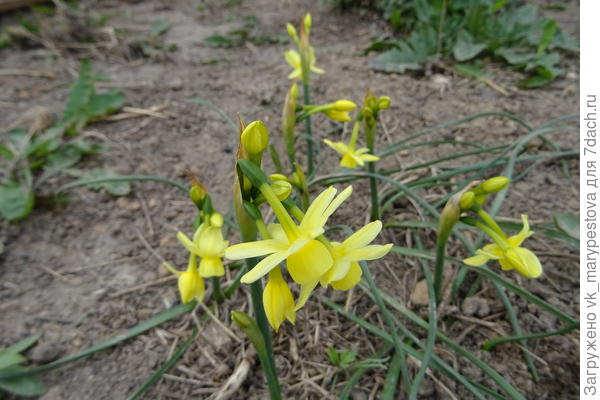 Нарциссы для Зинаиды